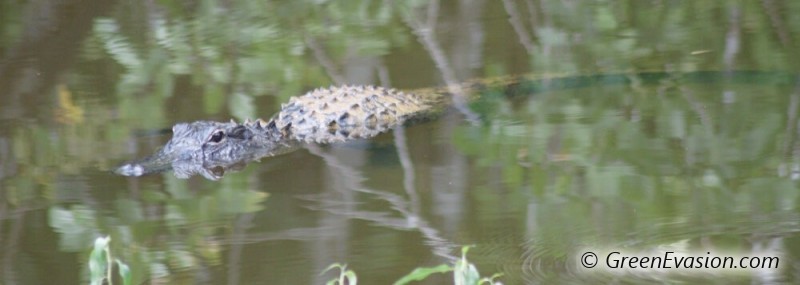 Un crocodile américain se prélasse à la surface de l'eau dans les Everglades